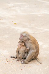 Naklejka premium a mother and child monkey 