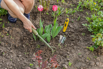 Farmer is loosening soil around flowers using a hand garden rake