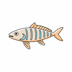 bonito fish on a white background