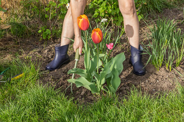 Farmer is loosening soil around flowers using a hand garden rake