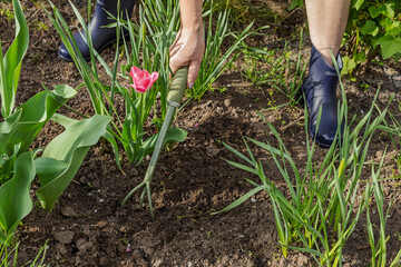 Farmer is loosening soil around flowers using a hand garden rake