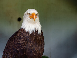 Bald Eagle Portrait