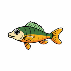 perch fish on white background