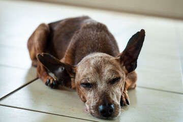 Sleeping Dog
