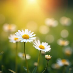 Abstract macro shot of delicate daisies under warm sunlight with bokeh effect, soft, white, yellow