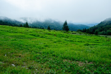 Lush Green Field with Foggy Mountains
