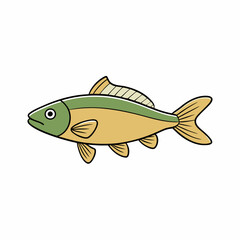 tench fish on a white background