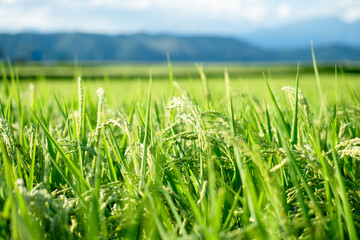 Lush Green Rice Field