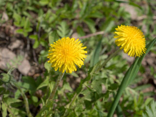 dandelions in spring