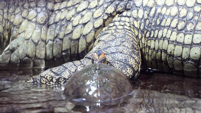 The Indian roofed turtle - Pangshura tecta, climbs on The gharial (Gavialis gangeticus)