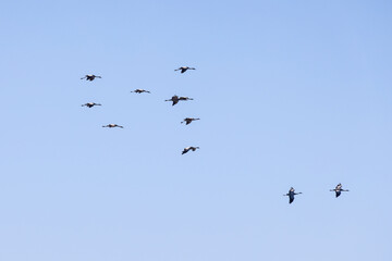 Fototapeta premium Flock of cranes flying at a blue sky