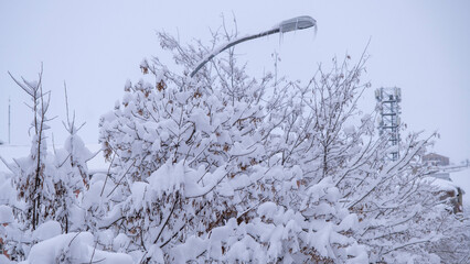 A snow covered tree and a frozen street lamp after a heavy snowfall.