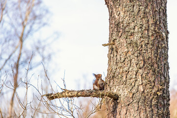 Tree Trunk with a Red squirrel and looking up the trunk