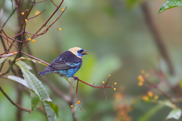 The golden-hooded tanager, Stilpnia larvata, is a medium-sized passerine bird