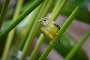 The white-collared manakin, Manacus candei, is a passerine bird. Female.