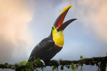 The yellow-throated toucan, Ramphastos ambiguus is a Near Threatened species