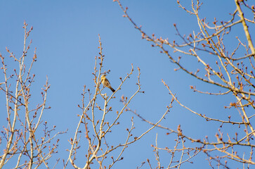 A fieldfare (Turdus pilaris) resting on leafless tree branches against clear blue winter sky. Birds perched calmly, serene mood, upward camera angle, leafless branches, clear sky, winter nature