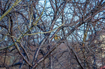 Obraz premium A fieldfare (Turdus pilaris) resting on leafless tree branches against clear blue winter sky. Birds perched calmly, serene mood, upward camera angle, leafless branches, clear sky, winter nature