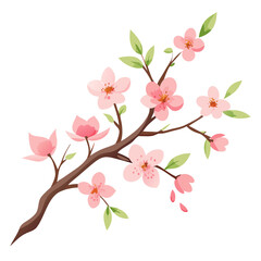 Fototapeta premium Pink cherry blossom isolated on white background