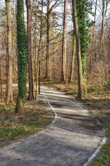Fototapeta premium Ścieżka spacerowa w parku Głuchołazy Zdrój.