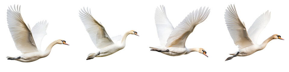  Flock Graceful White Swans