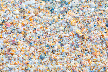 Conch shell textured on sea beach for background.