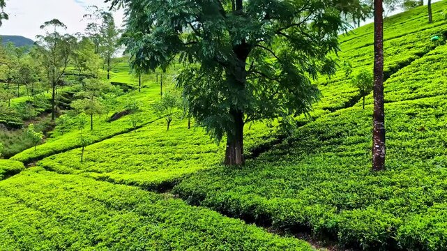 Handheld shot during the train ride from Ella to Kandy through the bright green fields along the railway