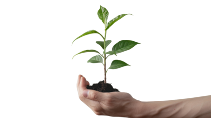 Hand holding young plant with transparent background