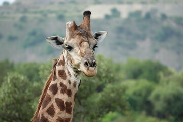 giraffe with one ossicone