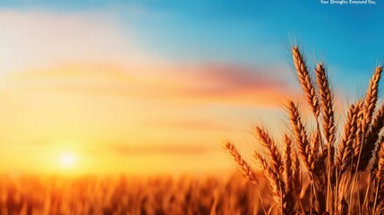 Fototapeta premium A serene sunset over a golden wheat field, showcasing nature's beauty and tranquility.