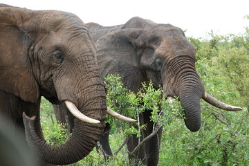 2 elephants in the bushes