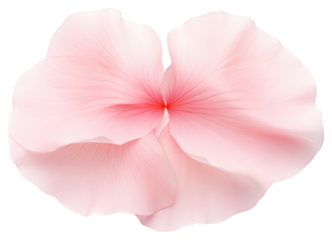 PNG Flat pink petal flower plant