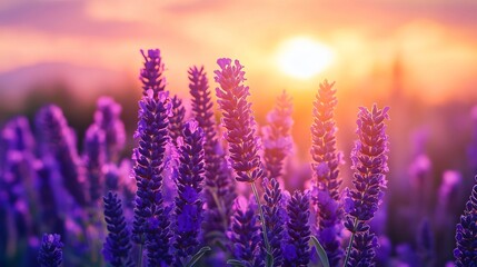 Close-up of vibrant purple wildflowers blooming in meadow at golden sunset