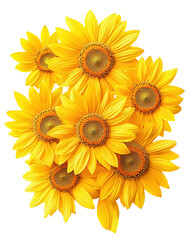Fototapeta premium isolated transparent Background. Bright yellow sunflowers with detailed petals and vibrant centers arranged in cheerful cluster
