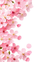 Fototapeta premium isolated transparent Background. Soft pink cherry blossoms with delicate petals form romantic floral frame on transparent background