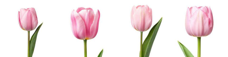 Delicate pink tulip blooms with soft tender petals and verdant leaves capturing the graceful and romantic essence of springtime nature