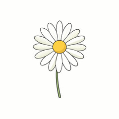 daisy flower isolated on white