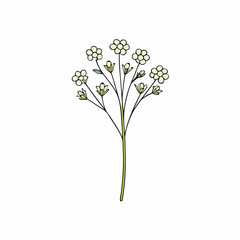 bouquet of white gypsophila flowers