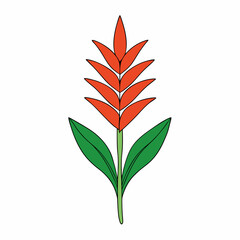 heliconia flower isolated on white background