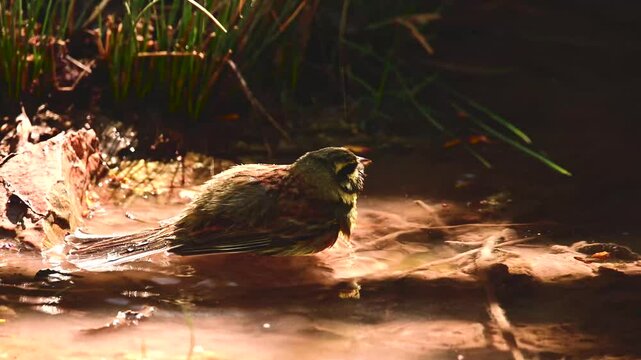 A Circa Scribbler bird taking a bath in a shallow natural water source, surrounded by wet soil, grass, and soft sunlight filtering through.