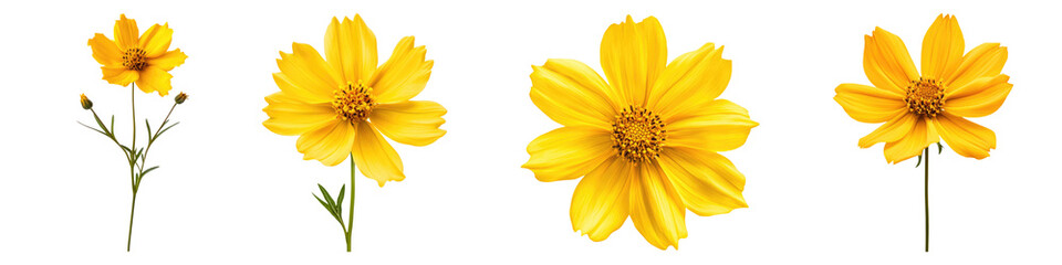 Coreopsis flower isolated on transparent background, PNG, Set of