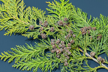 Chamaecyparis lawsoniana. Lawson's cypress. Oregon cedar. Branch of the tree with seeds.