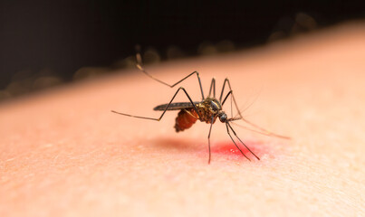 Mosquito biting human skin, dangerous insect, disease transmitter, malaria, dengue, Zika, summer health hazard, biting pest, blood-feeding mosquito, public health threat.