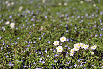 Obraz premium Primavera a Basiglio, gemme, fiori, piante a Milano 3 - Lombardia