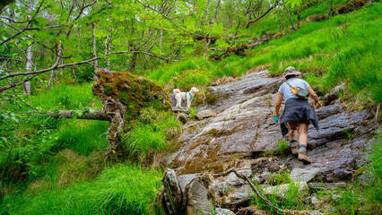 Cockapoo im  Naturparadies Eidslandet in Norwegen