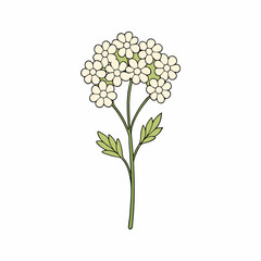 yarrow flowers on white