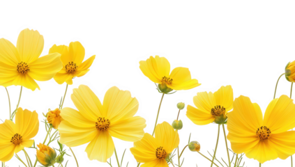 yellow flowers against a white background showcasing their delicate petals and inviting beauty perfect for nature-themed designs or floral arrangements