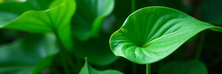 Fototapeta premium Close-up of vibrant green spathiphyllum peace lily leaves, tropical foliage, lush, botanical