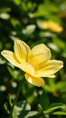 Fototapeta premium Delicate lemon flower petals unfolding in sunlight, green, nature, space