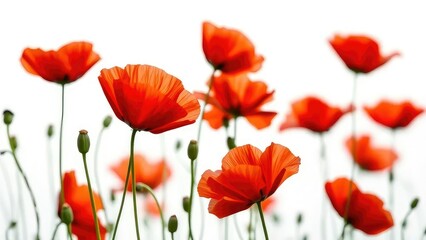 Obraz premium Delicate red poppy flowers gently swaying in the breeze, red, white background